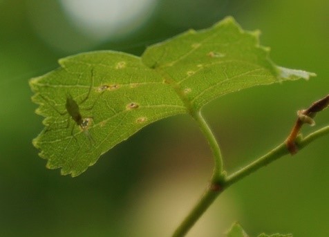 aphid_on_birch